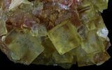 Lustrous, Yellow Cubic Fluorite Crystals - Morocco #37483-1
